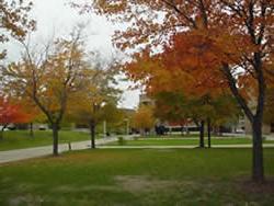 Autumn foliage west of the Cook Administration Building